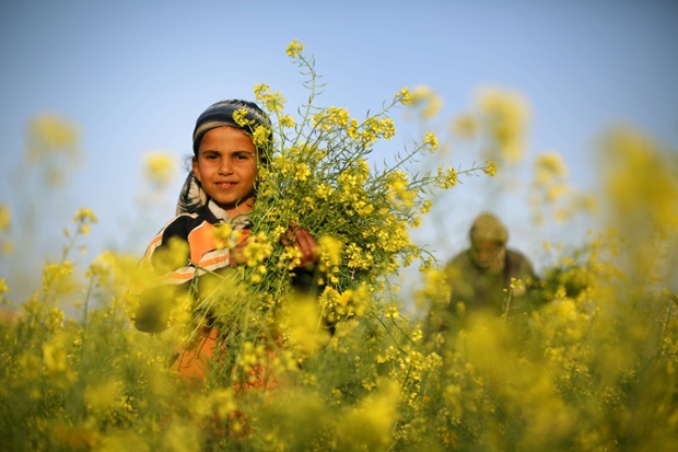 The Vernal Equinox is marked by a sunny spring day in Gaza, where a young palestinian girl picks wild mustard flowers which grow in untilled fields across the Gaza Strip.