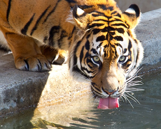 Taking a long cool drink on the first day of Spring, Kavi, a male Sumatran Tiger, enjoys the warmer weather at the Smithsonian's National Zoo in Washington.