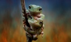 These two frog in Sekura, Indonesia.