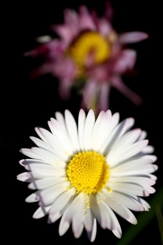Daisies in Pougny, France.
