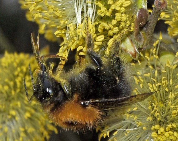 Tree bumblebee on sallow blossom.