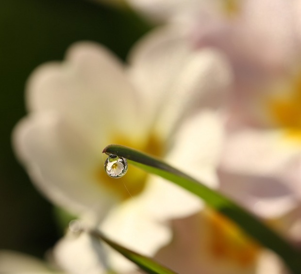 Primrose refracted in a dewdrop.