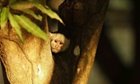 Week in Wildlife : a monkey at National Park Palo Verde