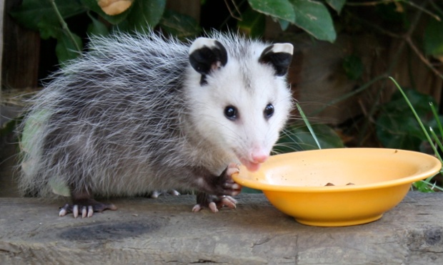 opossum