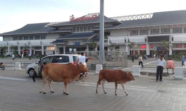 cows