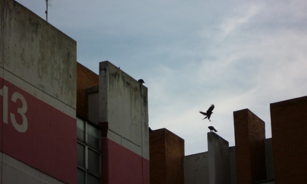 hawks in Mexico City
