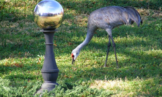 sandhill crane 