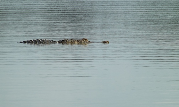 American alligator
