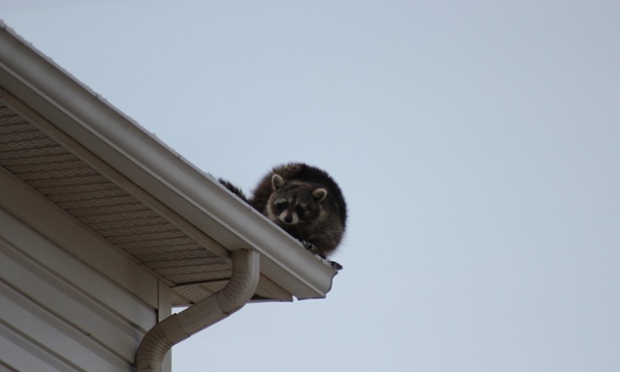racoon on a roof