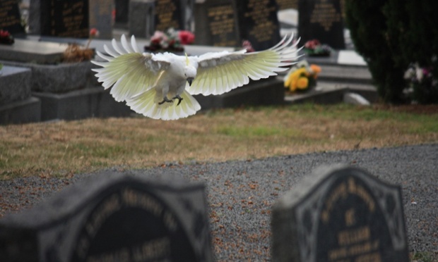cockatoos in a cemetery