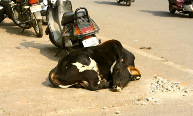 a cow sleeps on a street