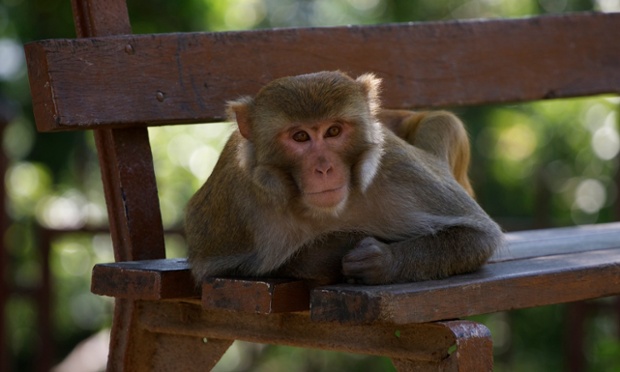 monkey on bench