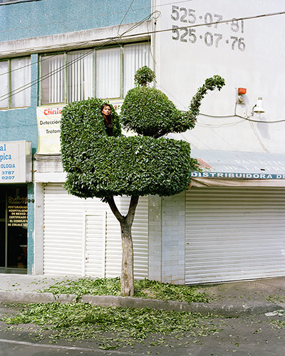 Big Picture - Miradors: topiary tree on street
