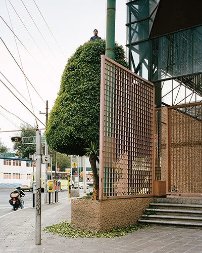 Big Picture - Miradors: topiary tree on street