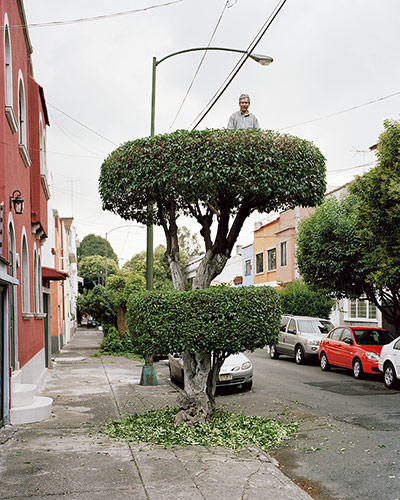 Big Picture - Miradors: topiary tree on street