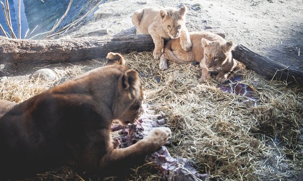 Danish zoo that killed Marius the giraffe puts down four lions | World