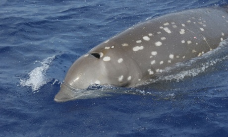 An adult female Cuvier's beaked whale. Photograph: Robin Baird, Cascadia Research Collective