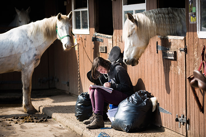 Beach horse riding: Stuart Spreadborough, the owner of Studland Stables says 