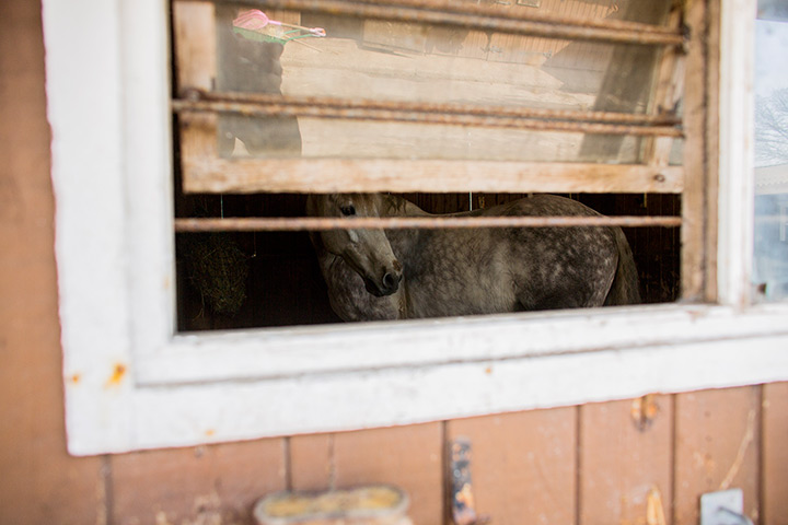Beach horse riding: Studland Stables