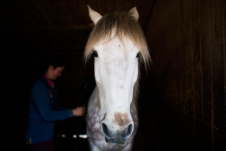 Beach horse riding: Studland Stables in Dorset