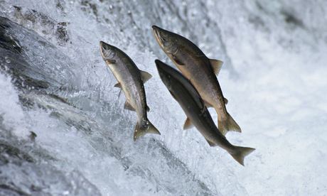 Chum salmon leaping