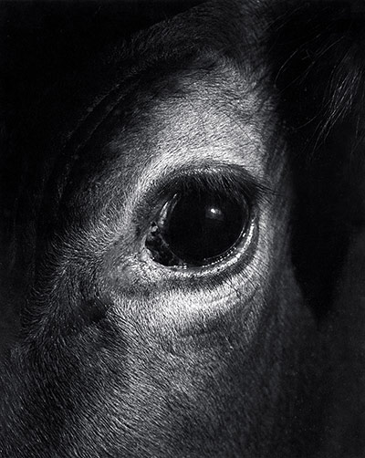 Jane Bown: Jane Bown Eye of a cow