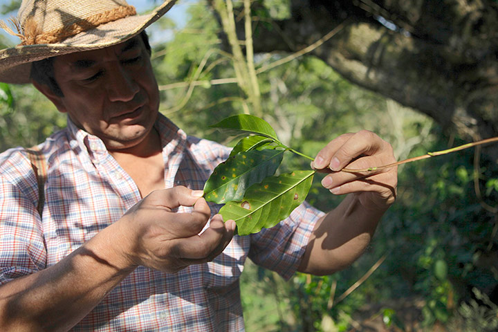 coffee: Nelmo Ramos, coffee producer