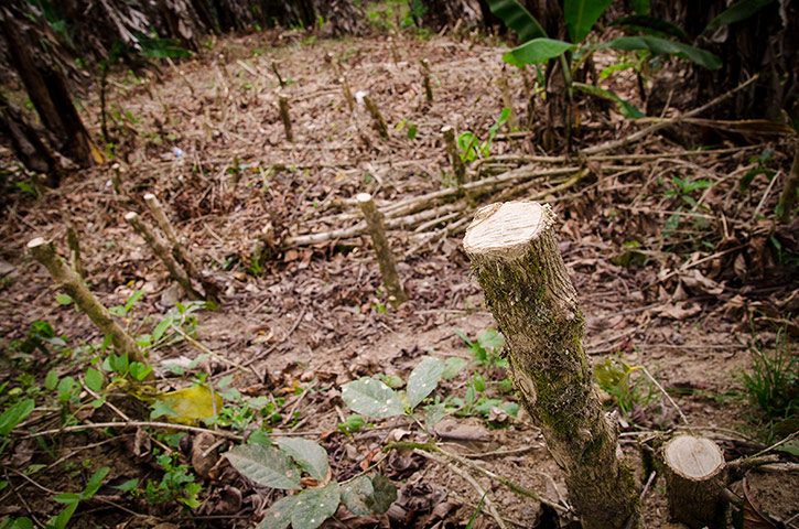 coffee: Cleared coffee plantation