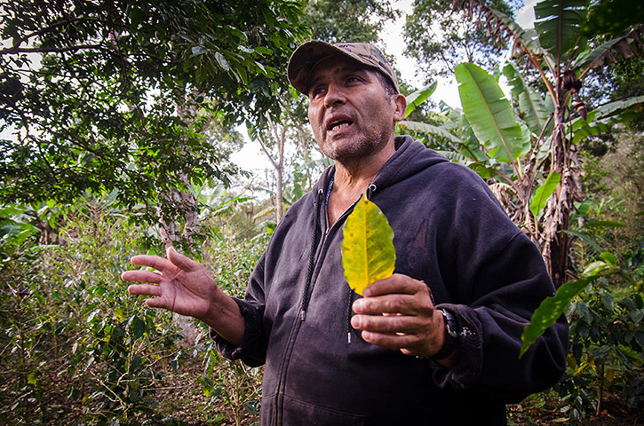 coffee: Finca owner Pantale n Munguia