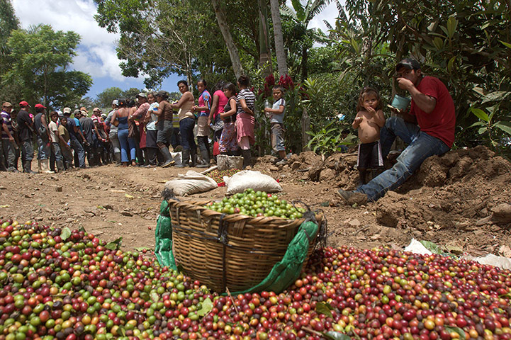 Coffee: Day labourers, Jinotega in Nicaragua