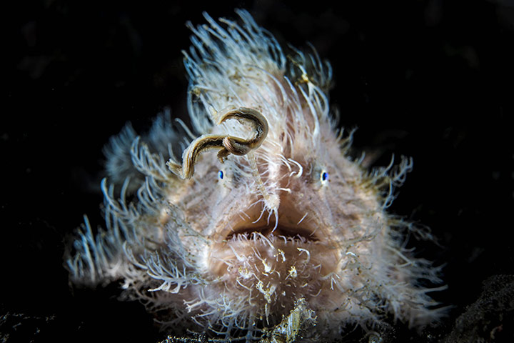20 Photos: Hairy Frogfish In Indonesia