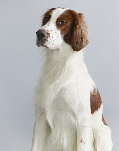 Endangered dog breeds: Irish red and white setter