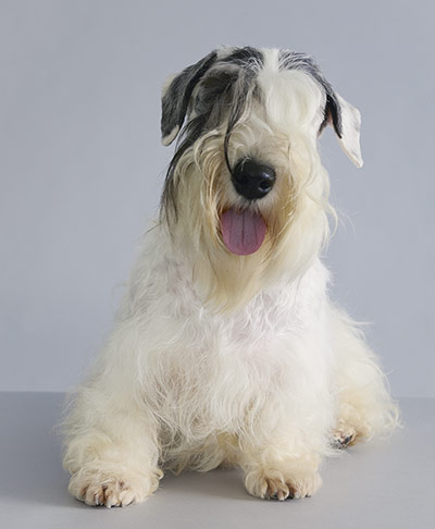 Endangered dog breeds: Sealyham terrier
