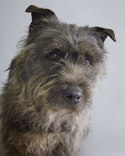 Endangered dog breeds: Glen of Imaal terrier