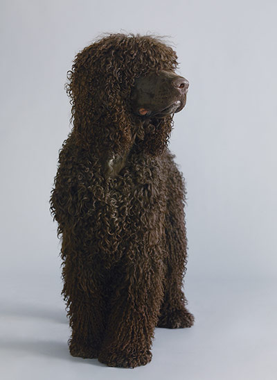 Endangered dog breeds: Irish water spaniel