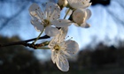 early blackthorn blossom hadley
