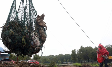 A worker hauls away bodies of dead pigs with a net in Zhonglian village of Jinshan district in Shanghai. Thousands of pig carcasses littered a river running through Shanghai in 2013