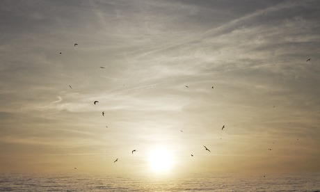 Birds at sunset