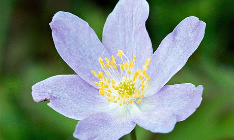 Wood Anemone