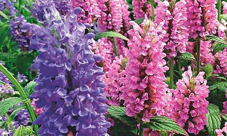 Catmint 'Patchwork'