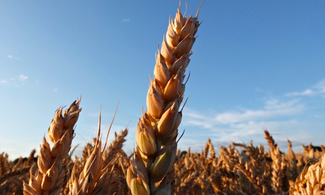 A field of wheat