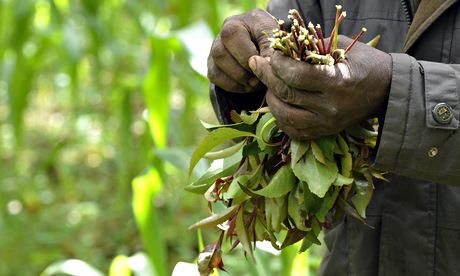 Khat, cultivated in Meru, Kenya