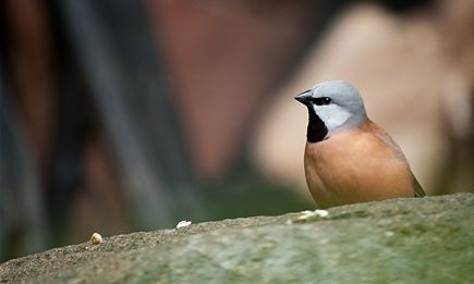 black-throated finch