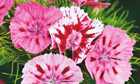Dianthus barbatus or sweet william