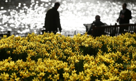 Pedestrians walk past daffodils as the sun reflects off  St James Park lake in central London.