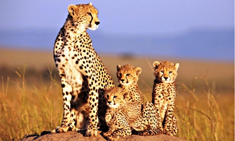 Cheetahs