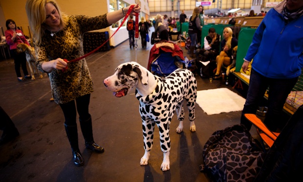 The first day of The Kennel Club's Crufts dog show at the NEC in Birmingham. Mabel the Harlequin Great Dane wearing a spotty onesie.