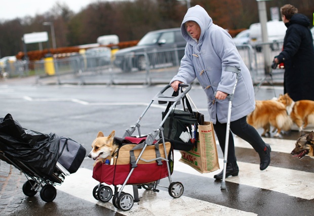 It’s all about the accessories: A woman pushes a dog in a pram during the first day of Crufts.
