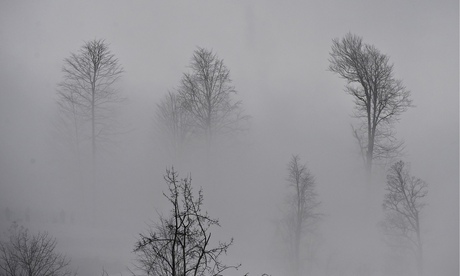 Fog shrouds trees