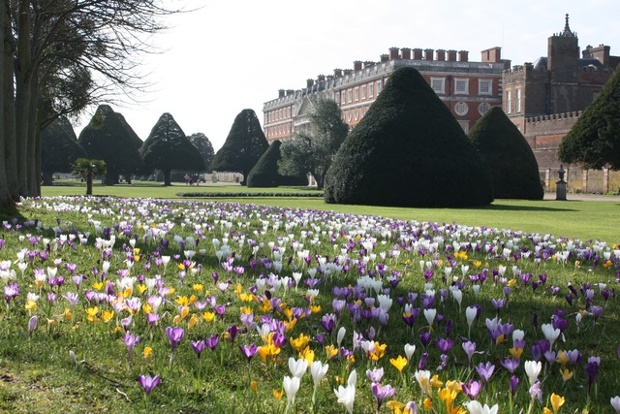 Hampton Court Palace gardens in full bloom.